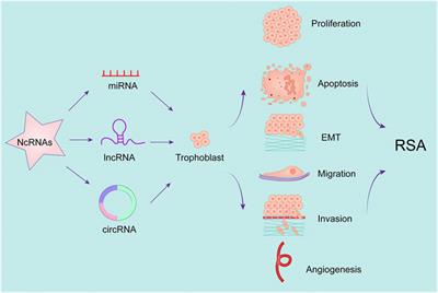 Non-Coding RNAs Regulate Placental Trophoblast Function and Participate in Recurrent Abortion